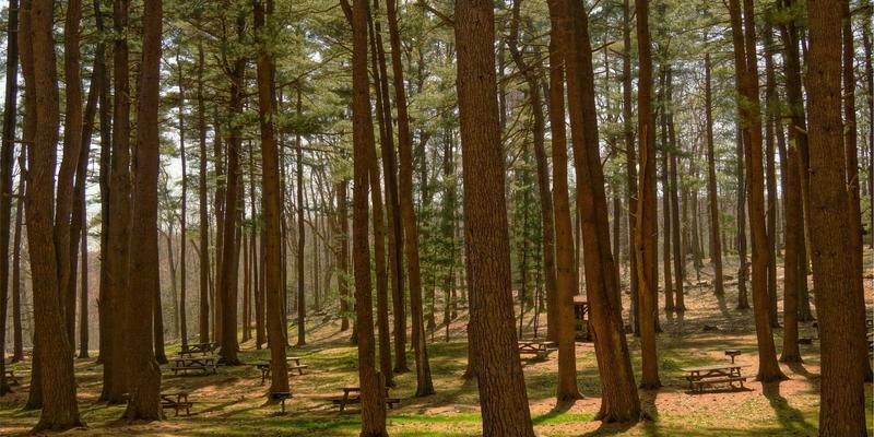 书画之外的中国古玩世界：明清铜炉、鼻烟壶与赏石的把玩文化与鉴定要诀