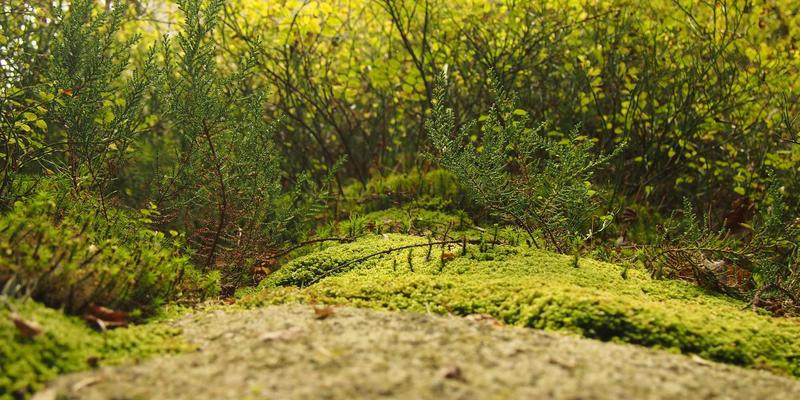 从饕餮纹到云雷纹：中国古代青铜礼器的纹饰密码与断代鉴定