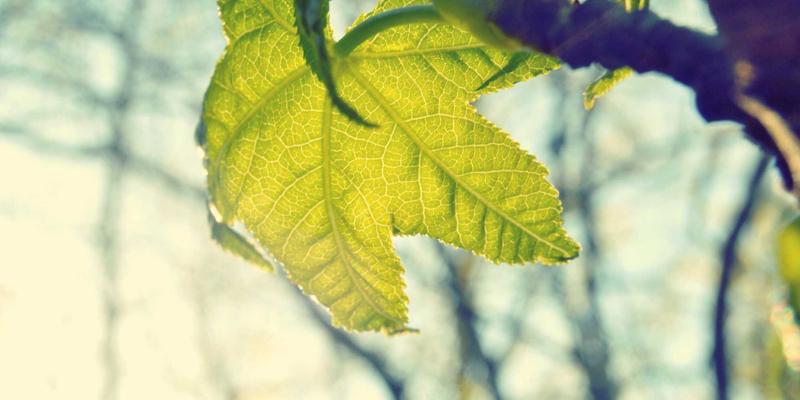 古籍善本市场探秘：从宋刻本鉴定到明清稿本收藏的全面指南